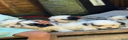Bichon Frise dogs for sale: 🐶 Beautiful Bichon Frise Puppies 🐶 - Advert 5