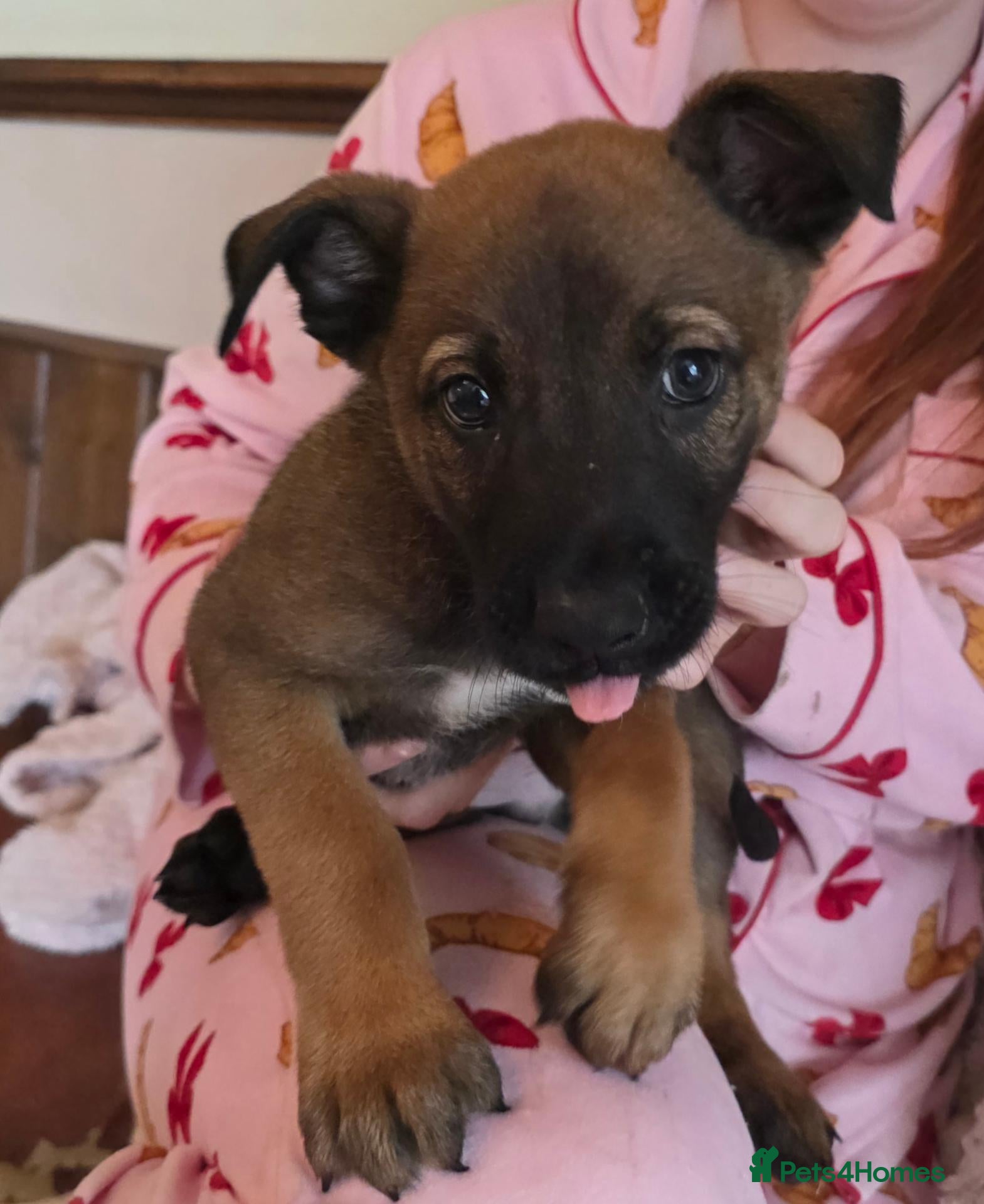 Belgian Shepherd Dog dogs 🔥🔥LAMPAK9 🇧🇪  Belgian Malinois 🔥🔥 - Advert 1