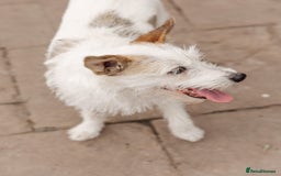 Mixed Breed dogs for adoption: 💖🐶 FAY 🐶💖 - Image 6