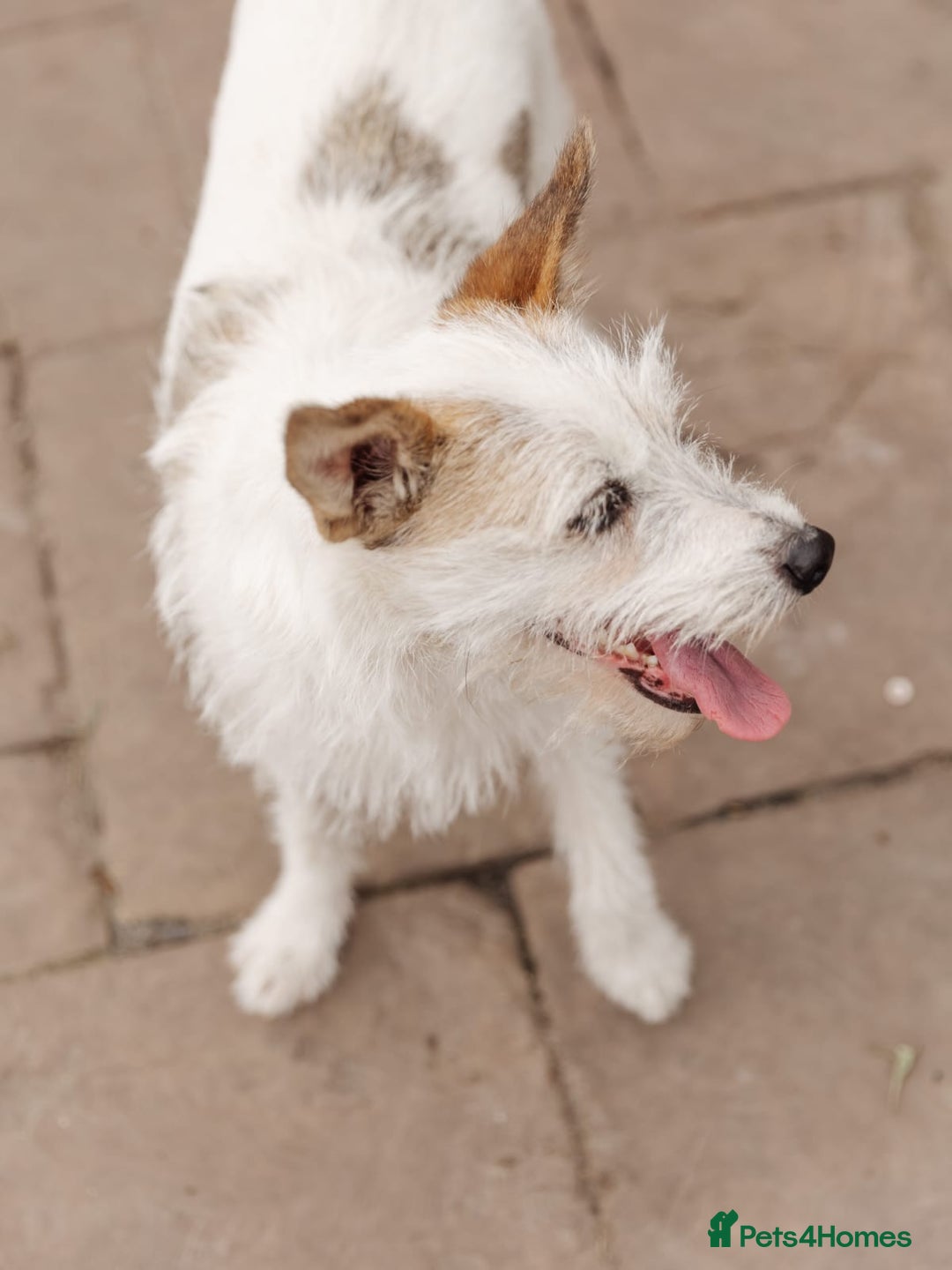Mixed Breed dogs for adoption: 💖🐶 FAY 🐶💖 - Image 6