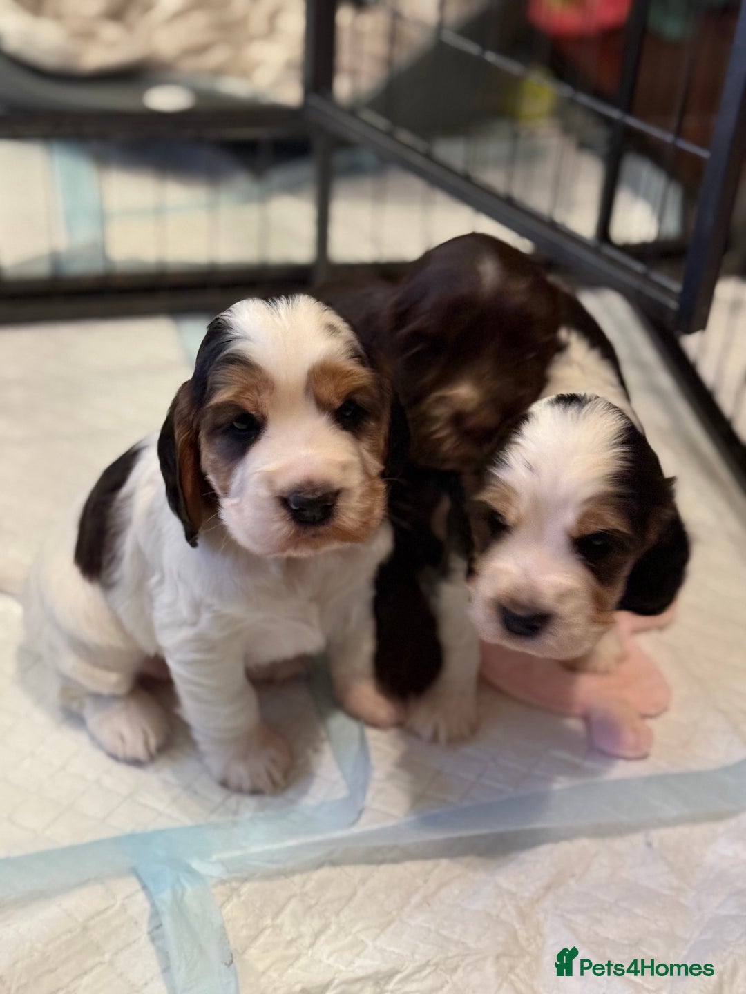 Cocker Spaniel dogs for sale: True to type Show Cocker Spaniels - KC reg parents - Advert 12