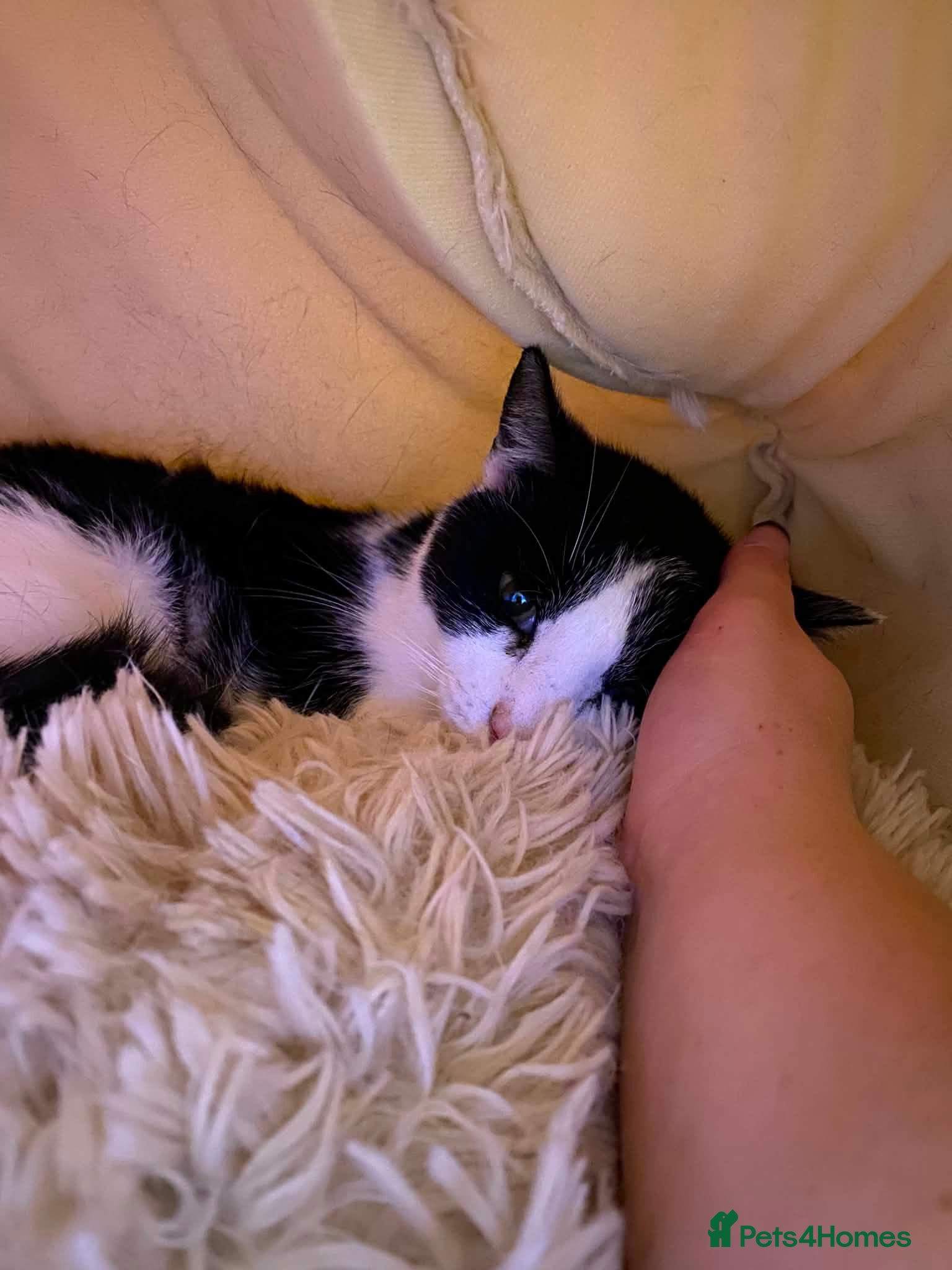Mixed Breed cats for adoption: Nora -Guildford surrey  in Guildford - Advert 1