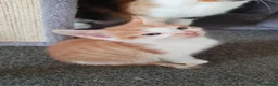 Mixed Breed cats for sale: Kittens looking for there forever sofas  in Doncaster - Advert 3