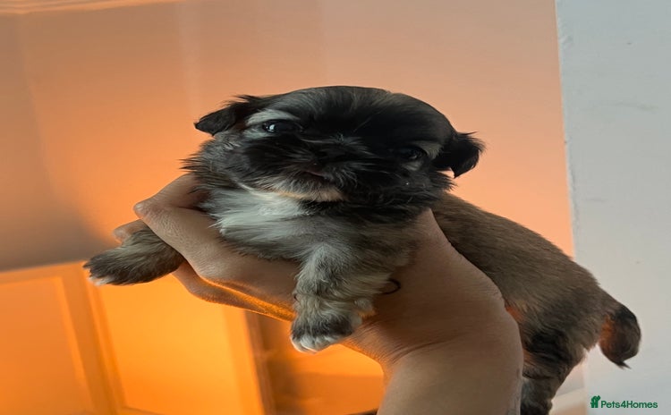 Shih Tzu dogs - Advert 1