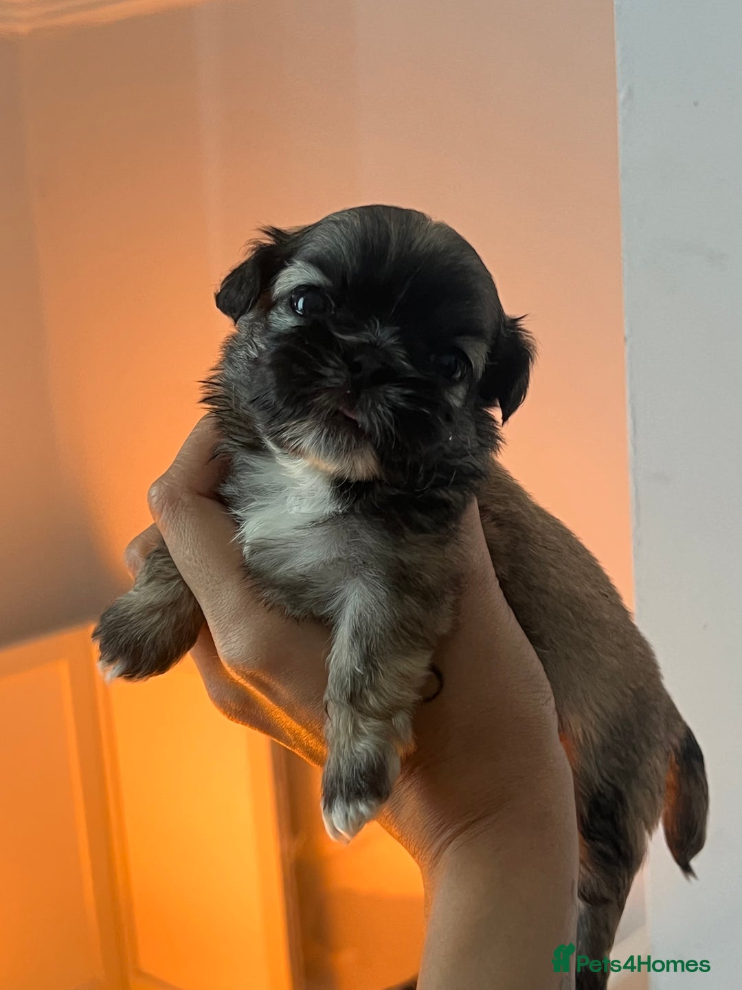 Shih Tzu dogs for sale: Shihtzu puppies - Image 1