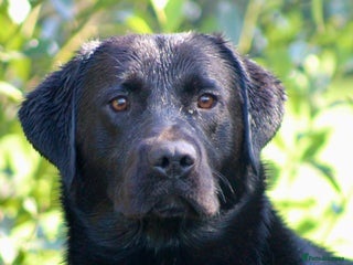 Labrador Retriever dogs in Totnes - Advert 32