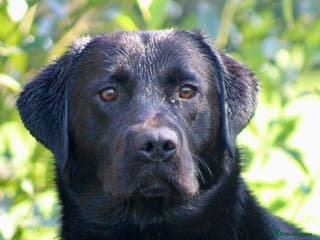 Labrador Retriever dogs 0/0 Hips and Elbows Black Labrador Stud in Totnes - Advert 10