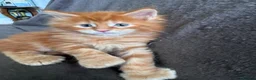 Maine Coon cats for sale: TICA registered polydactyl Maine Coon kittens 😻 - Advert 19