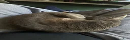 Oriental cats for sale: 2 Neutered Female Oriental Shorthair Cats - Advert 2