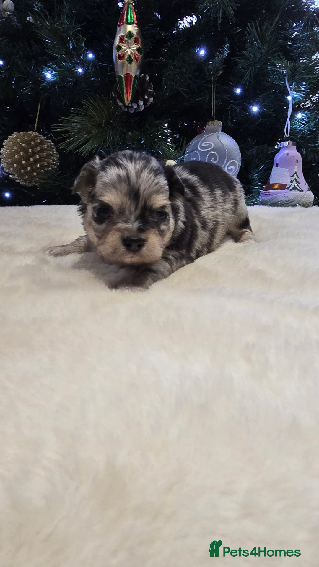 Chihuahua dogs for sale: Chihuahua puppies Russian ancestry with perfect bo - Advert 30