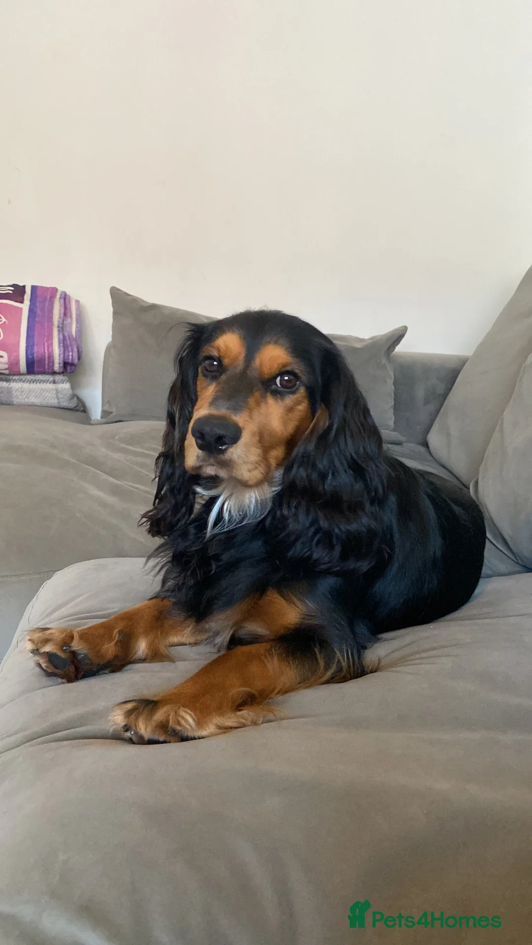 Cocker Spaniel dogs for sale: Beautiful Black and Tan cocker spaniel  in Wisbech - Advert 2