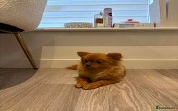 Pomeranian dogs for sale: Beautiful 6-Month-Old Pomeranian Girl for Sale  - Image 16