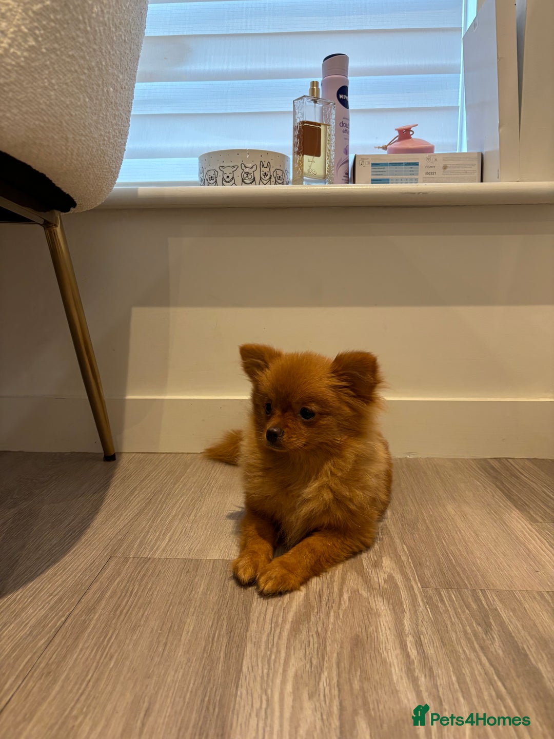 Pomeranian dogs for sale: Beautiful 6-Month-Old Pomeranian Girl for Sale  - Image 16
