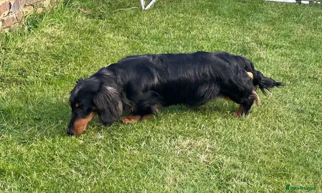 Dachshund dogs for stud: Standard Silver Dapple Long Haired Dachshund Stud in Bishop Auckland - Advert 8