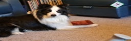 Border Collie dogs for stud: Borderlair Tip for the Top (Tip) - Advert 4