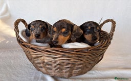 Miniature Dachshund dogs for sale: Miniature Dachshund Puppies - Image 1