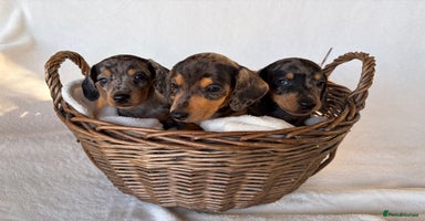 Miniature Dachshund dogs - Advert 2