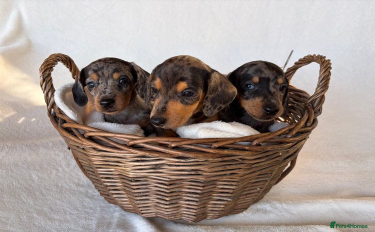 Miniature Dachshund dogs - Advert 15