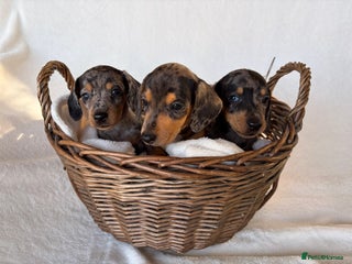 Miniature Dachshund dogs - Advert 2