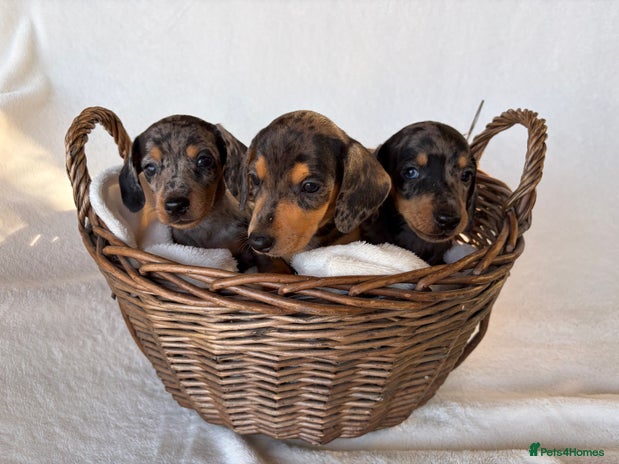 Miniature Dachshund dogs - Advert 15