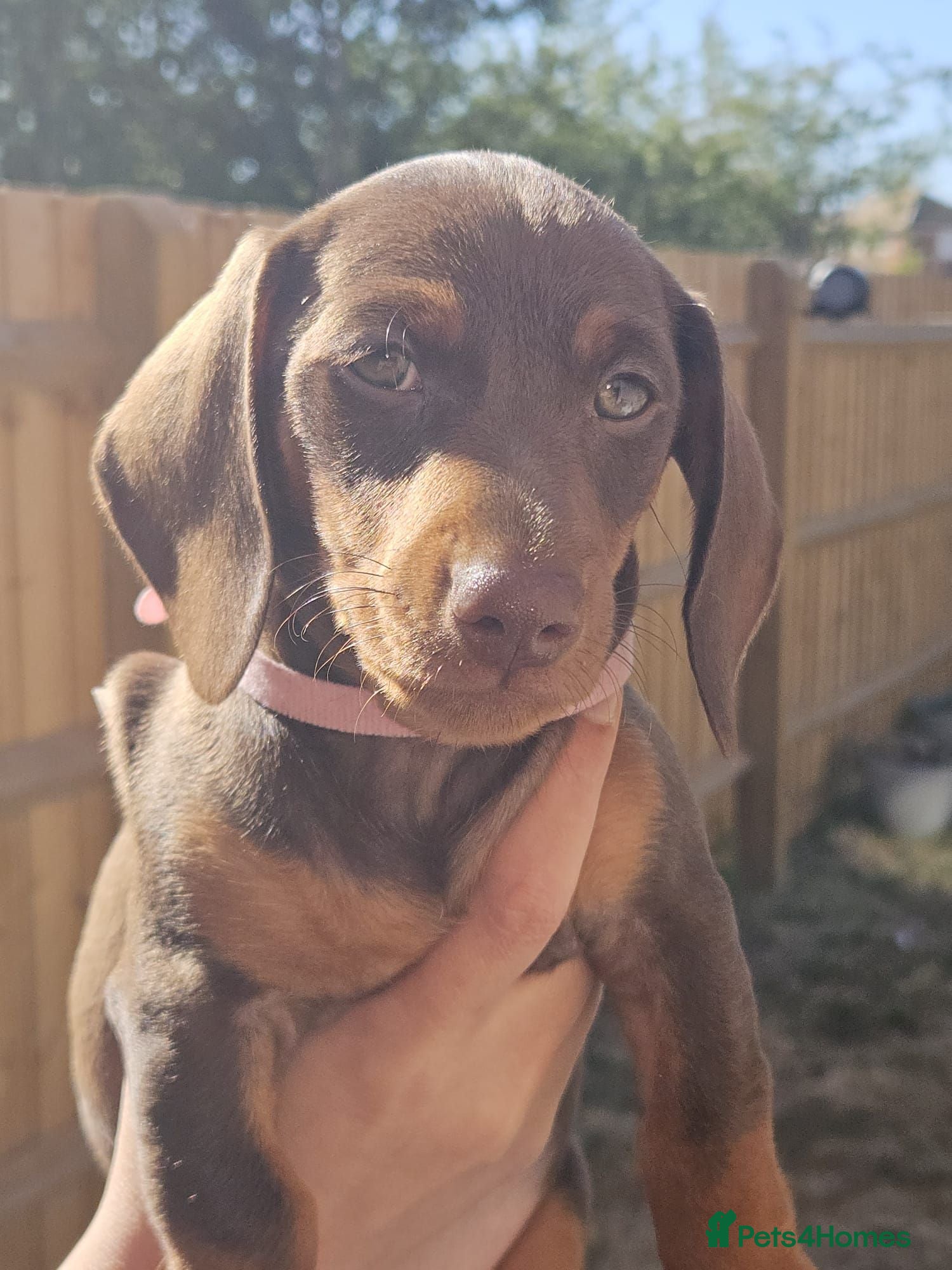 Dachshund dogs 1 beautiful chunky dachshund girl left available  - Advert 1