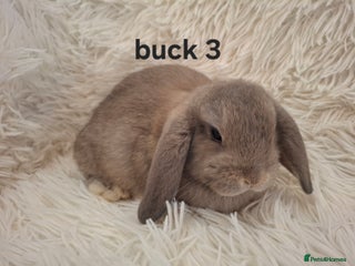 Mini Lop rabbits * READY TO LEAVE * from 14th December - Advert 9