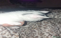 Mixed Breed cats for sale: Two lovely kittens  - Image 6