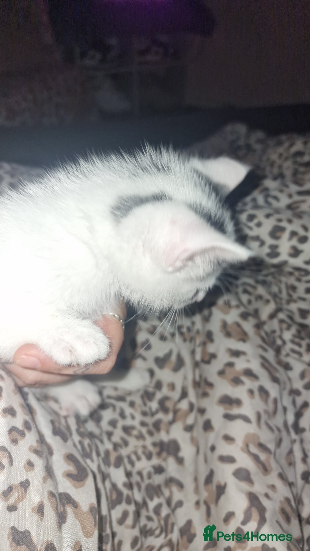 Mixed Breed cats for sale: Two lovely kittens  - Image 6