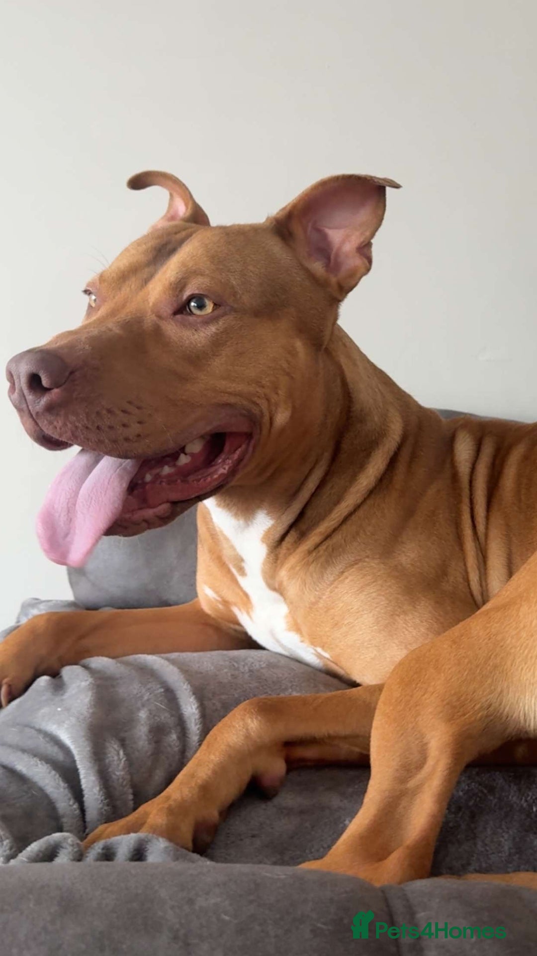 American Bull Staffy dogs for sale: Rocco - Image 7