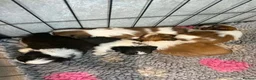 Shih Tzu dogs for sale: Late Summer Shihtzu Puppies - Advert 23