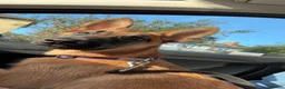 Belgian Shepherd Dog dogs for sale: Belgian Malinois puppy  - Advert 3