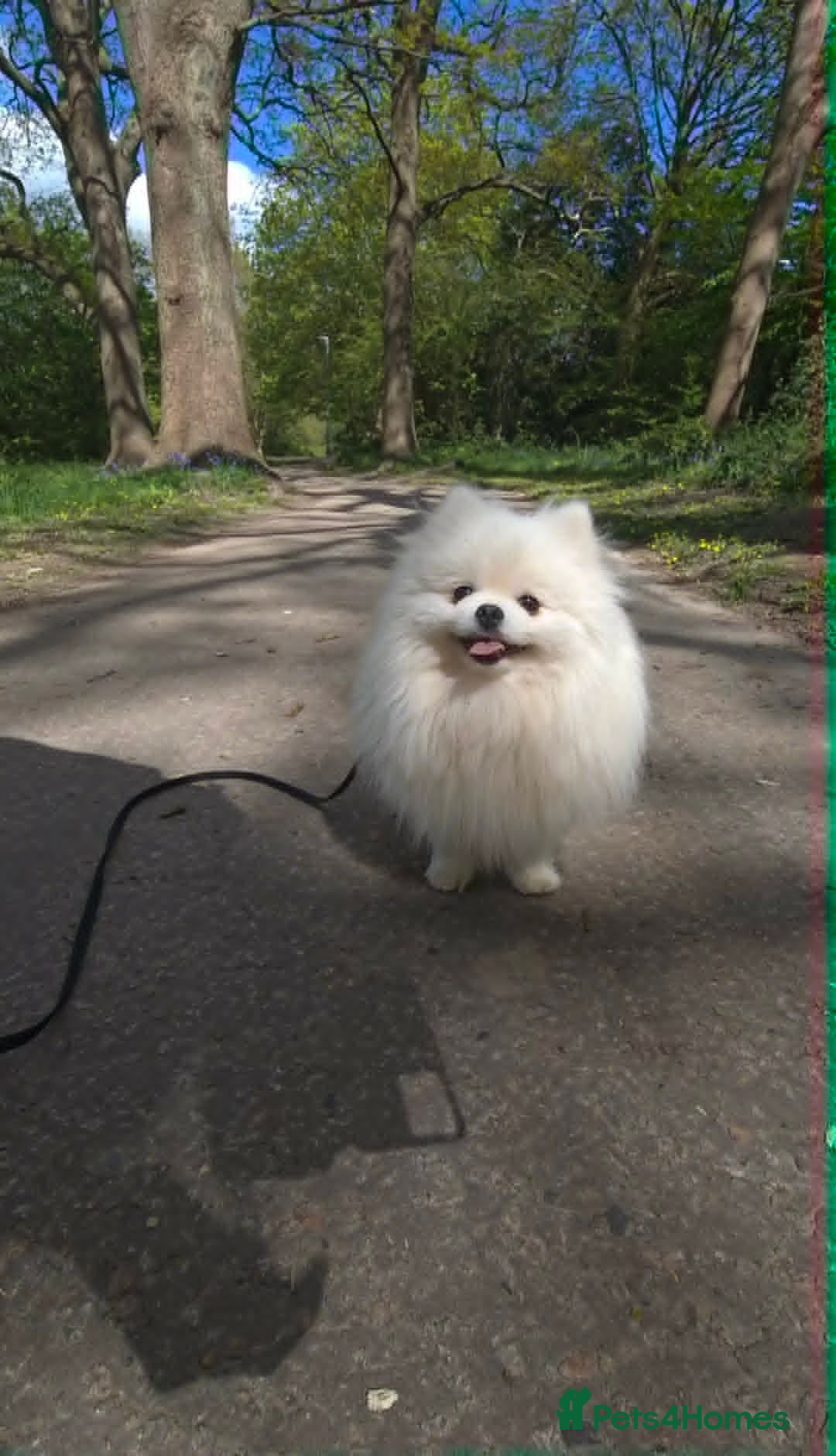 Pomeranian dogs Adorable Small Pure White Pomeranian Male - Advert 1