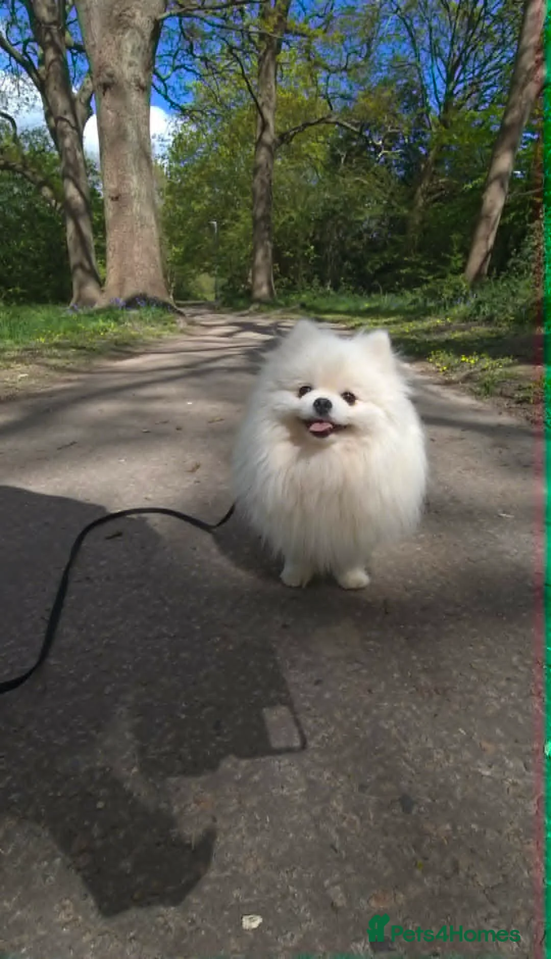 Pomeranian dogs for sale: Adorable Small Pure White Pomeranian Male - Advert 1