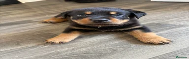 Rottweiler 1