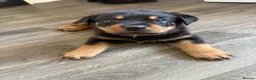 Rottweiler dogs for sale: Rottweiler puppies  - Advert 14