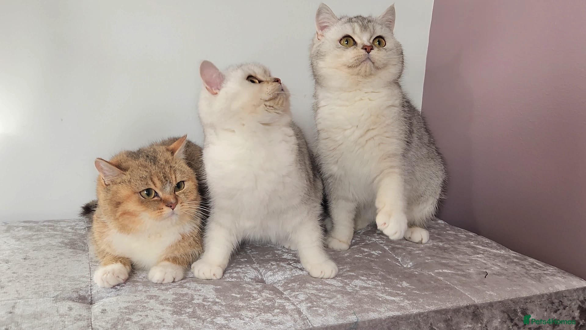 British Shorthair cats Amazing Quality Pedigree British Shorthair Kittens - Advert 16
