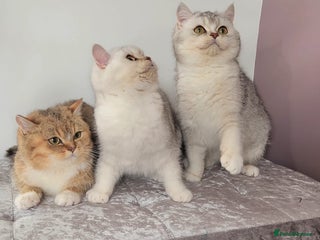 British Shorthair cats Amazing Quality Pedigree British Shorthair Kittens - Advert 16