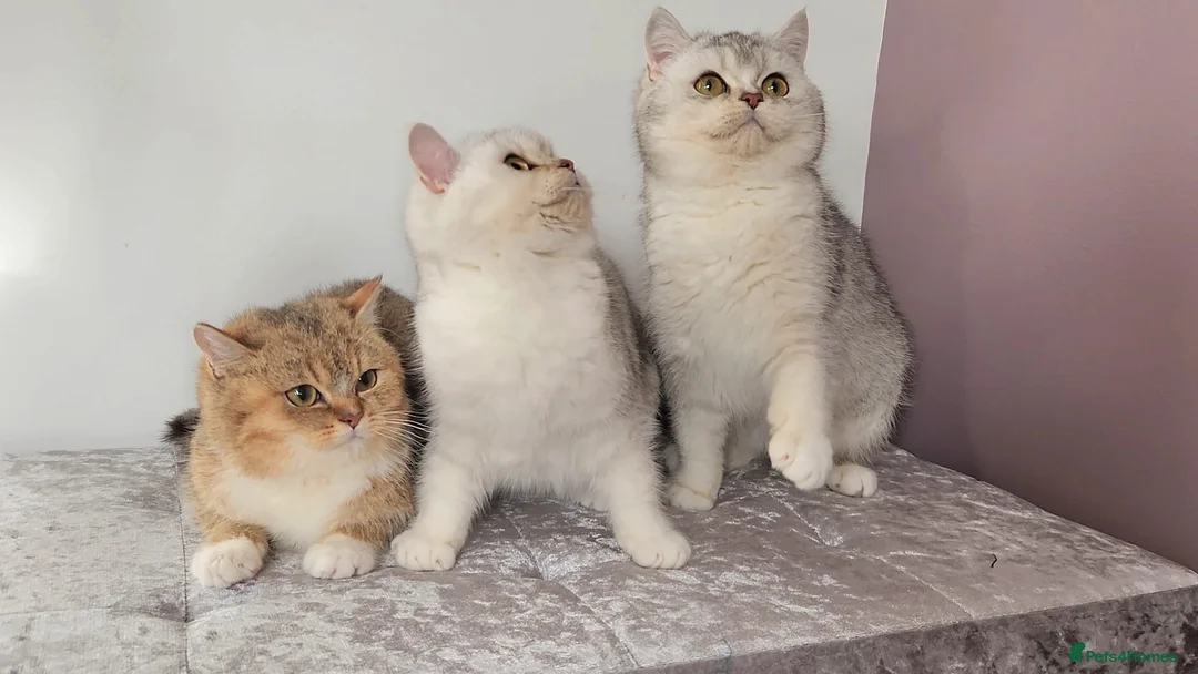 British Shorthair cats for sale: Amazing Quality Pedigree British Shorthair Kittens - Advert 3