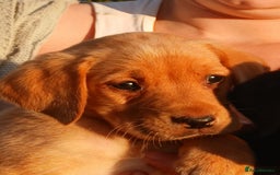 Labrador Retriever dogs for sale: Fox Red Labradors Ready now!!!! - Image 13
