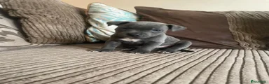 Staffordshire Bull Terrier 1
