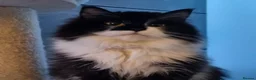 Siberian cats for sale: Siberian kittens looking for new homes  - Advert 4