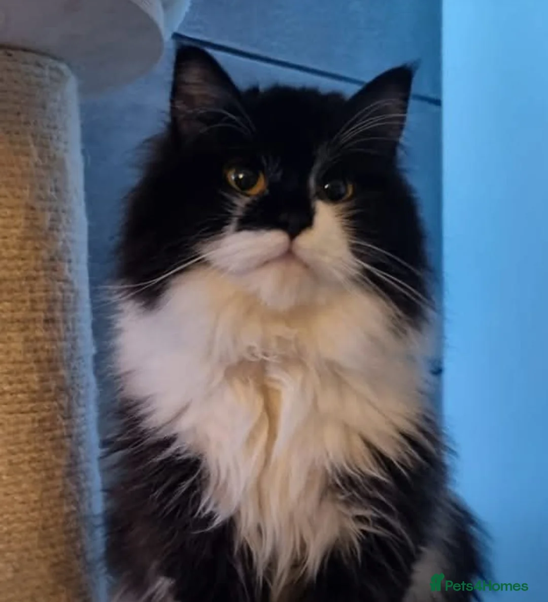 Siberian cats for sale: Siberian kittens looking for new homes  - Advert 4