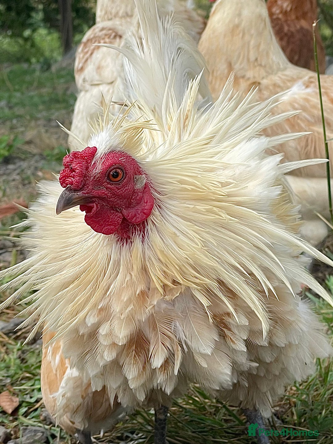Chickens poultry for sale: Frizzle Rooster - Image 5
