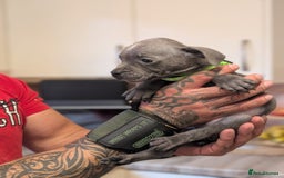 Staffordshire Bull Terrier dogs for sale: Playful Blue staffs Pups - Image 6