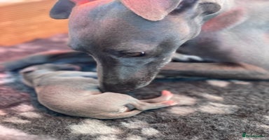 Whippet dogs - Advert 10