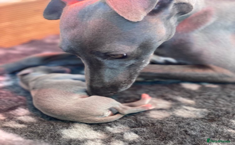 Whippet dogs - Advert 2