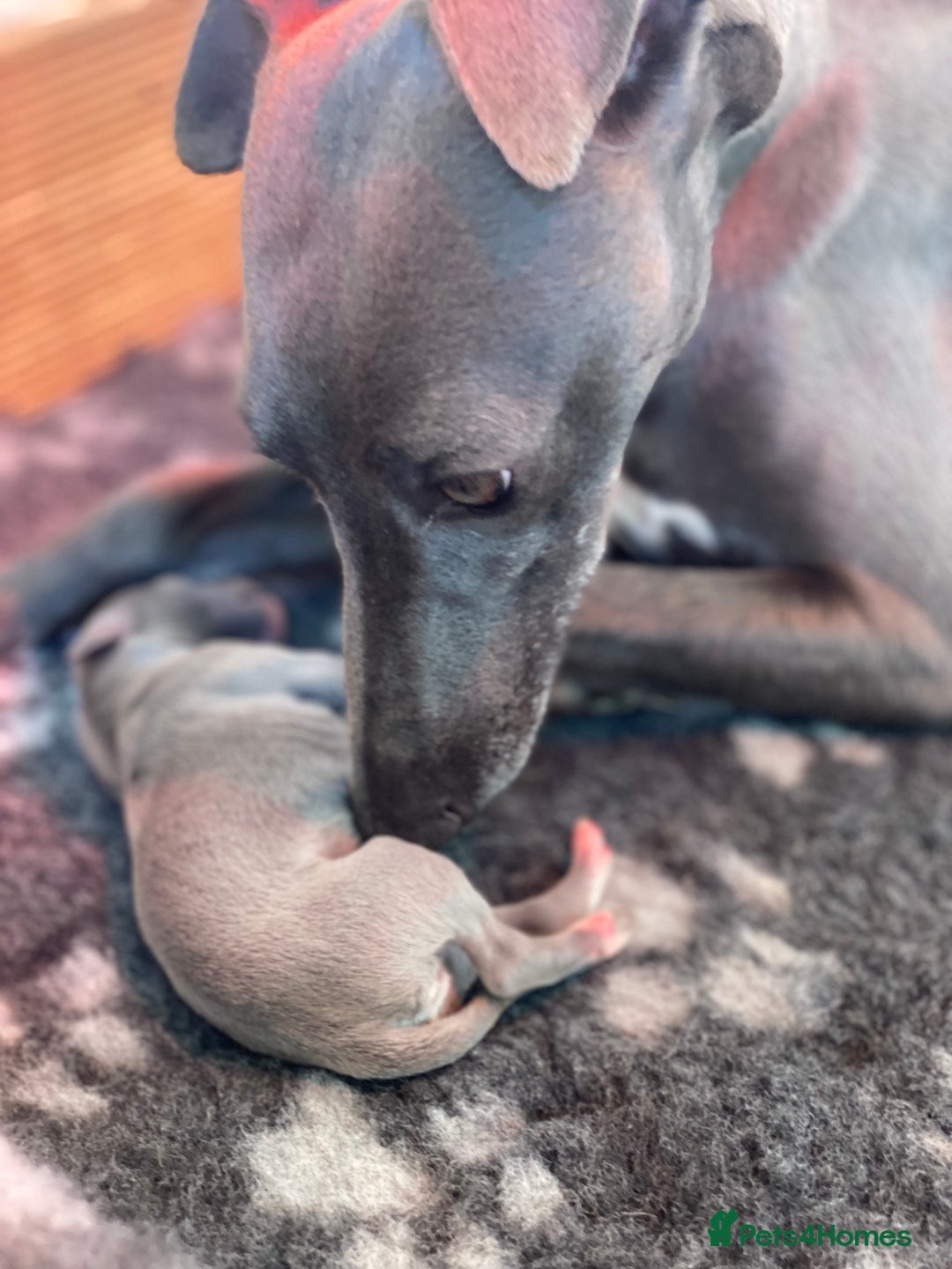 Whippet dogs for sale: 2 whippet puppies remaining ready for new homes - Image 2