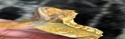 Gecko reptiles for sale: Extreme harlequin pinner - Advert 3