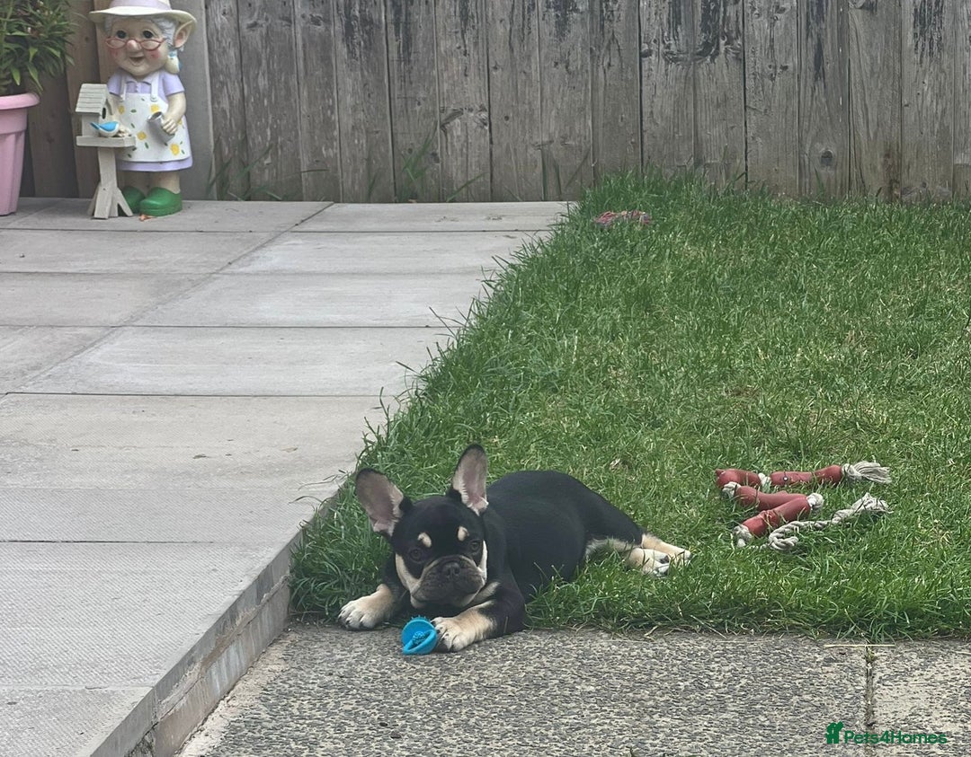 French Bulldog dogs for sale: 2 beautiful french bulldog puppies available  in Oldbury - Image 10