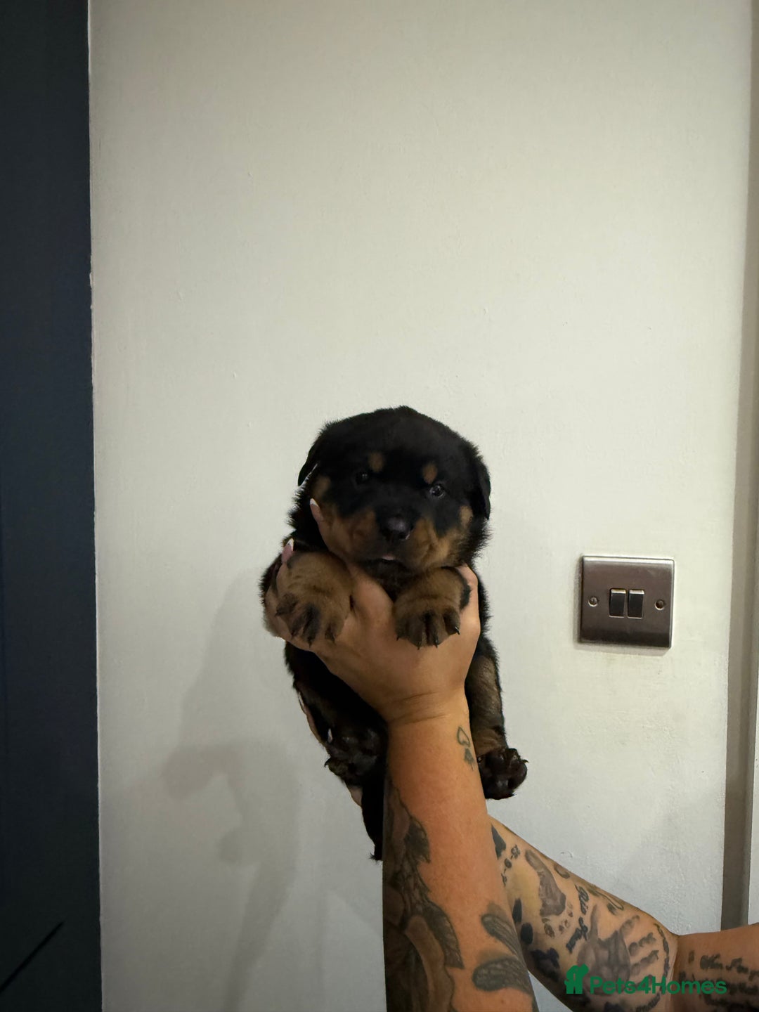 Rottweiler dogs for sale: 🐾 STUNNING ROTTWEILER PUPPIES FOR SALE! 🐾 - Image 2